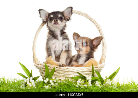 LChihuahua. Chiots chiot ovely s. portrait de chiots dans un panier in front of white background Banque D'Images