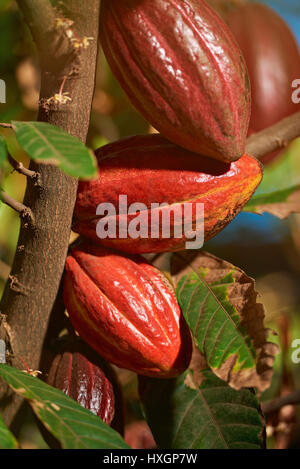 Gros plan du cacao rouge fruits prêts pour la récolte sur les produits de ferme Banque D'Images