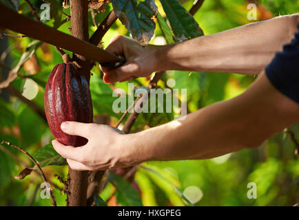 Couper les fruits de cacao d'arbre libre sur fond naturel floue Banque D'Images