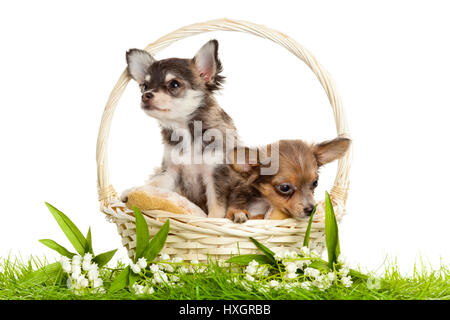 LChihuahua. Chiots chiot ovely s. portrait de chiots dans un panier in front of white background Banque D'Images