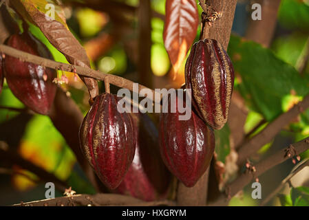 Branche avec fruits de cacao du groupe sur l'arbre de la ferme. Récolte de fruits de cacao Banque D'Images