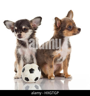 Deux chiots chihuahua. Banque D'Images