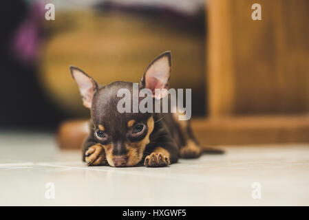 Pinscher chiot dormant sur l'arrière-plan flou Banque D'Images