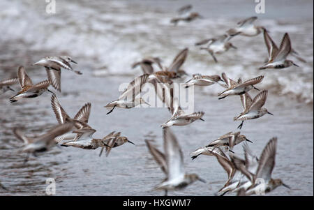 Un vol de bécasseau variable Calidris alpina à Dawlish Warren sur Exe estuaire dans le sud du Devon UK Banque D'Images