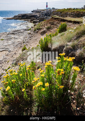 Samphire Inula crithmoides doré dans son habitat maritime sur les falaises de calcaire de Portland Bill sur la côte du Dorset UK Banque D'Images