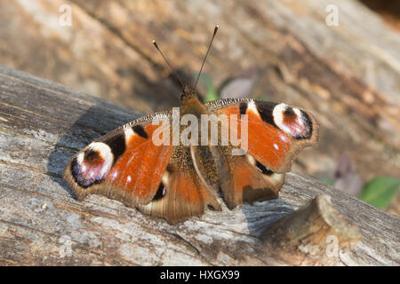 Close-up of peacock butterfly (Aglais io) avec les ailes ouvertes Banque D'Images