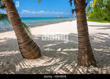 Paumes sur plage sur l'île de Cozumel au Mexique Banque D'Images