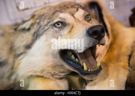 Loup gris avec la bouche ouverte Banque D'Images
