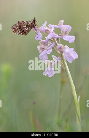 Green-winged Orchid in Bloom dans l'habitat de prairie avec une weaver's fritillary assis sur le dessus. Inflorescence rose clair. Banque D'Images