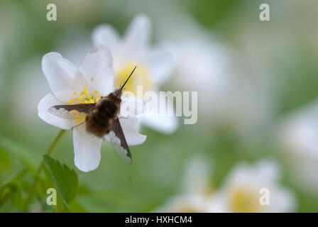 Grand Bee-fly (Bombylius major), une abeille imiter avec longue trompe, sur les fleurs d'anémone des bois (Anemone nemorosa), une plante à fleurs de printemps. Banque D'Images