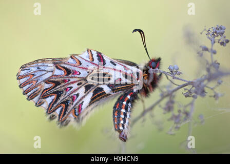 Guirlande (Zerynthia polyxena sud) parasités par les petites larves du scarabée sous blister (Meloe sp. Connu sous le nom de scarabées d'huile), close-up macro isolé. Banque D'Images