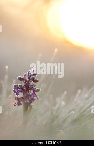 Green-winged Orchid in Bloom (Anacamptis morio) couverts par givre close-up. Banque D'Images