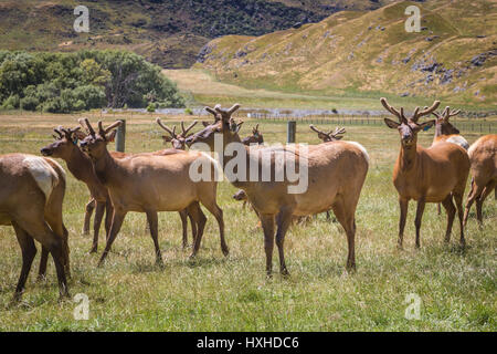 Le wapiti ou un grand troupeau de cerfs sur fond vert. L'été vert paysage de la Nouvelle-Zélande, de l'agriculture de chevreuils. Banque D'Images