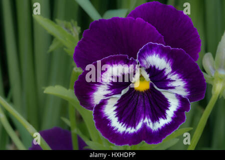 Un bleu viola fleur sur une journée ensoleillée d'été dans le village jardin Banque D'Images