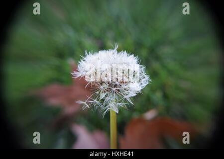 Fleur de pissenlit Puff Ball à l'automne Banque D'Images