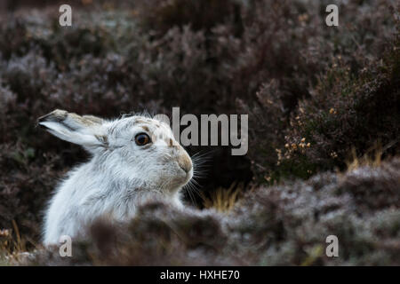 Lièvre variable (Lepus timidus) reposant - parc national de Cairngorms, en Écosse, Royaume-Uni Banque D'Images