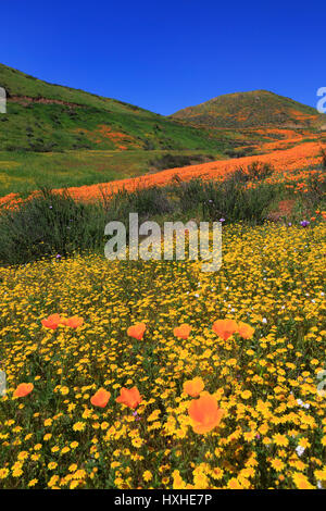 Coquelicots & Goldfields, Chino Hills State Park, Californie, USA Banque D'Images