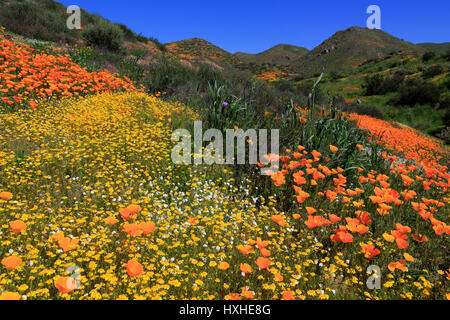 Coquelicots & Goldfields, Chino Hills State Park, Californie, USA Banque D'Images