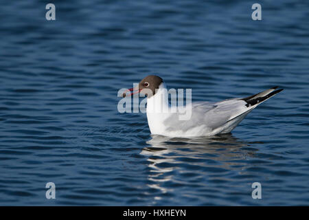 Une Mouette noir avec le matériel du nid en bec, réserve naturelle de Rye, East Sussex, UK Banque D'Images