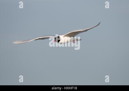 Une mouette mélanocéphale (Larus melanocephalus) en plumage nuptial en vol, réserve naturelle de Rye, East Sussex, UK Banque D'Images