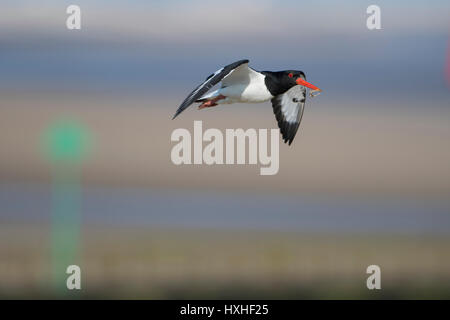 Une eurasienne Huîtrier pie (Haematopus ostralegus) en vol transportant de la nourriture dans son bec, réserve naturelle de Rye, East Sussex, UK Banque D'Images