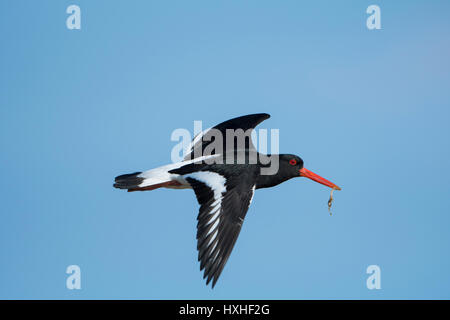 Une eurasienne Huîtrier pie (Haematopus ostralegus) en vol transportant de la nourriture dans son bec, réserve naturelle de Rye, East Sussex, UK Banque D'Images