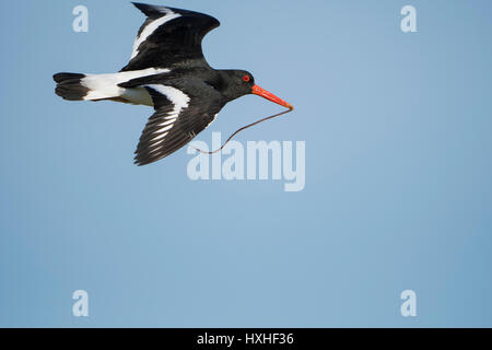 Une eurasienne Huîtrier pie (Haematopus ostralegus) en vol transportant de la nourriture dans son bec, réserve naturelle de Rye, East Sussex, UK Banque D'Images