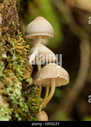 Champignons de Cornouailles Banque D'Images