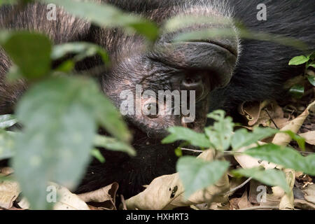 Portrait de chimpanzé accoutumés dans le parc national de Kibale, en Ouganda. Banque D'Images