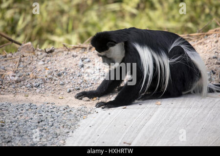 Singe colobus noir et blanc manger de minéraux à partir de gravier sur la route, le parc national de Kibale, en Ouganda. Banque D'Images