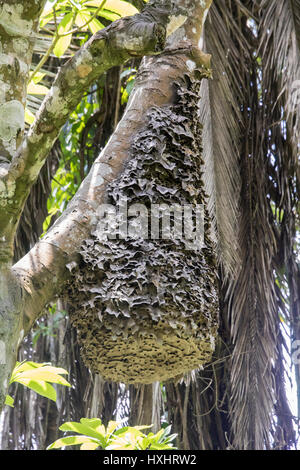 Ruche ant noir sur brach d'arbre dans le parc national de Kibale, en Ouganda. Banque D'Images