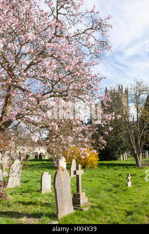 Printemps dans le cimetière de St Marys church dans la ville de Cotswold de Fairford, Gloucestershire UK Banque D'Images