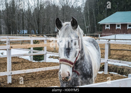 Pale horse stable en blanc en hiver Banque D'Images