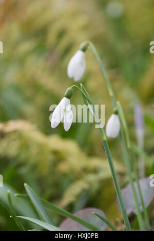 Galanthus. Floraison perce-neige dans un jardin boisé au début de mars. UK Banque D'Images