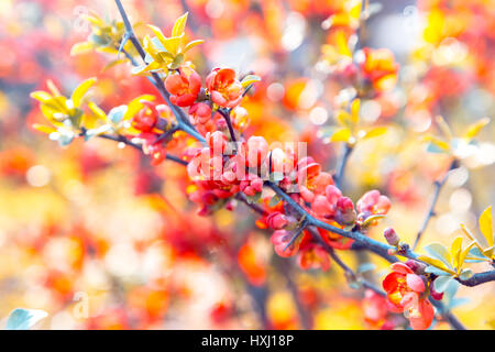 Flowering Quince avec de belles fleurs rouge en fleurs de printemps ensoleillée journée au parc de la ville Banque D'Images