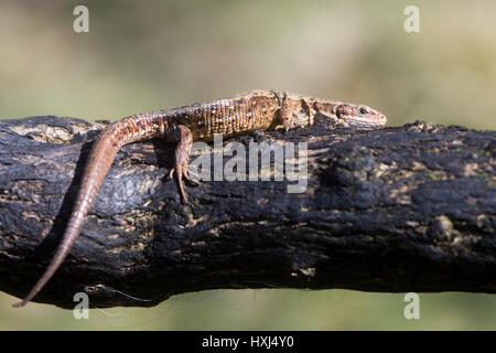 Le lézard vivipare (Zootoca vivipara) sur l'holocauste l'ajonc. Un lézard dans la famille Lacertidae bronzer sur la branche à Dartmoor, dans le Devon, Royaume-Uni. Banque D'Images