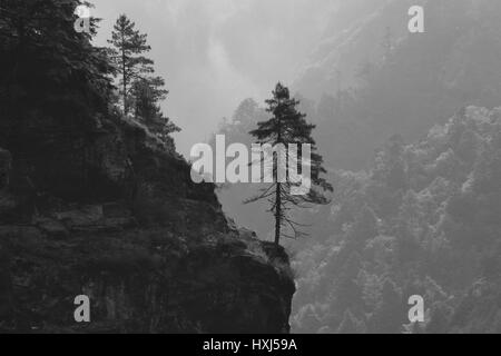 La plantation d'arbres au bord d'une falaise. Lieux près de Namche Bazar, au Népal. Banque D'Images