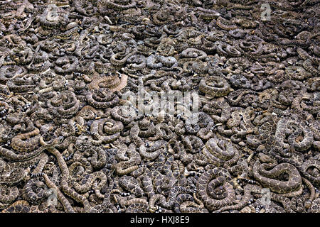 Des milliers de western diamondback rattlers dans une fosse de portefeuille durant le 51è Assemblée Sweetwater Texas Rattlesnake Round-Up 14 mars 2009 à Versailles. Au cours de l'événement de trois jours environ 240 000 livres de crotale seront recueillies, traites et servi à l'appui de la charité. Banque D'Images