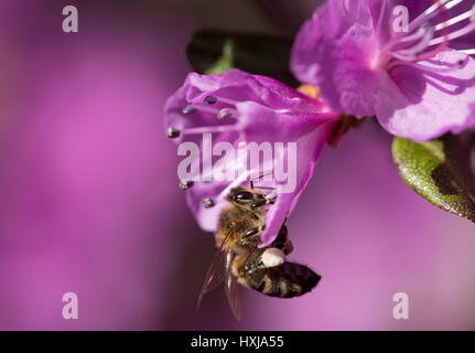 Munich, Allemagne. Mar 28, 2017. Une abeille la collecte du pollen dans un parc de Munich, Allemagne, 28 mars 2017. Photo : Sven Hoppe/dpa/Alamy Live News Banque D'Images