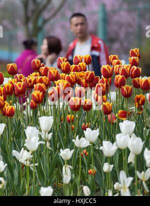 Chengdu, province chinoise du Sichuan. Mar 28, 2017. Les touristes à pied passé tulip fleurs au parc des zones humides de Fenghuang Lake dans le sud-ouest de Chengdu, capitale de la province chinoise du Sichuan, le 28 mars 2017. Credit : Xue Yubin/Xinhua/Alamy Live News Banque D'Images