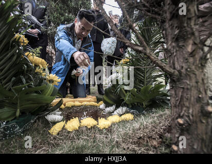 Wuhan, province du Hubei en Chine. Mar 29, 2017. Les membres de la famille du défunt se propager à l'arbre pétales tombe inhumation dans un cimetière à Wuhan, capitale de la province du Hubei en Chine centrale, le 29 mars 2017. Credit : Xiao Yijiu/Xinhua/Alamy Live News Banque D'Images