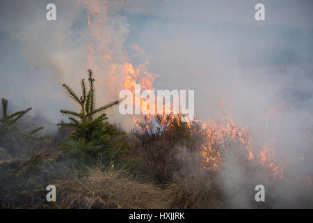 Heather burns à côté de jeunes pins pendant une muirburn sur une lande de bruyère près d'Inverness. Muirburn est contrôlée heather brûler et est considéré comme un élément important de la pratique de gestion des terres. Banque D'Images