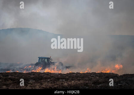 Un tracteur est utilisé pour contrôler une muirburn sur la bruyère des landes près d'Inverness, Écosse, Highland. Banque D'Images