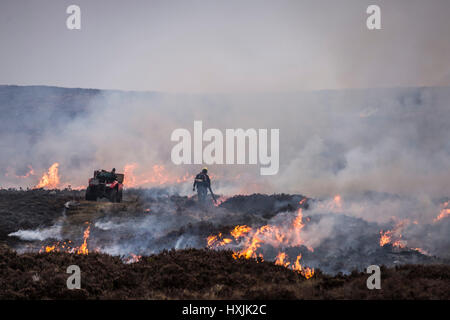 Un travailleur isolé éteint les feux arrière, alors qu'Heather burns sur une colline lors d'un muirburn sur une lande de bruyère près d'Inverness. Un muirburn est contrôlée heather fire et est considéré comme un élément important de la pratique de gestion des terres. Banque D'Images