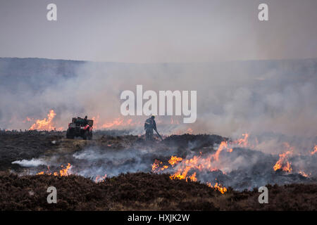 Un travailleur isolé éteint les feux arrière, alors qu'Heather burns sur une colline lors d'un muirburn sur une lande de bruyère près d'Inverness. Un muirburn est contrôlée heather fire et est considéré comme un élément important de la pratique de gestion des terres. Banque D'Images