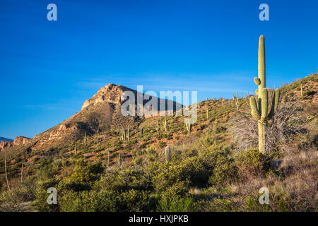 Un paysage de cactus du désert de la végétation dans la forêt nationale de Tonto, Arizona, USA. Banque D'Images