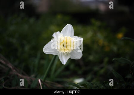 Single white Jonquille Banque D'Images