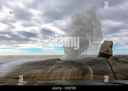 Souffleur à Bicheno plage à l'océan, Tasmanie, Australie Banque D'Images