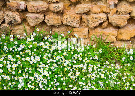 Fleurs de Printemps embrasser un mur romain à Tipaza Tipasa/Parc archéologique de Tipaza, en Algérie. Banque D'Images