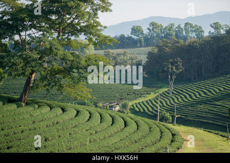 La plantation de thé de Fong Choui thé à la ville de Mae Chan au nord de la ville dans le nord de Chiang Rai en Thaïlande. Banque D'Images